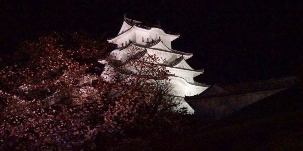 姫路城　夜桜