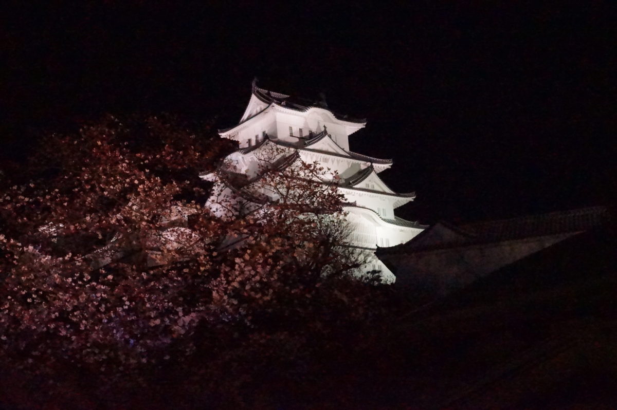 姫路城　夜桜