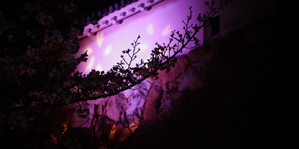 夜桜　ライトアップ