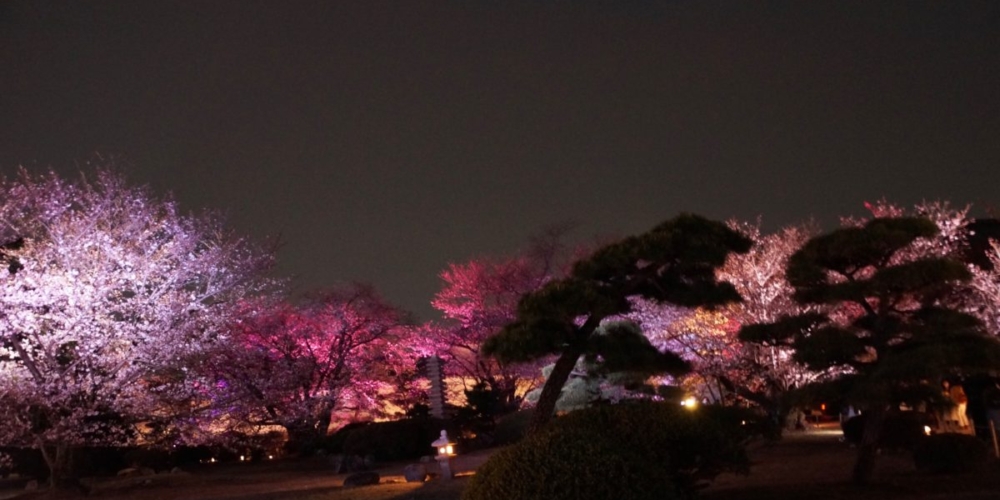 夜桜　西の丸解放