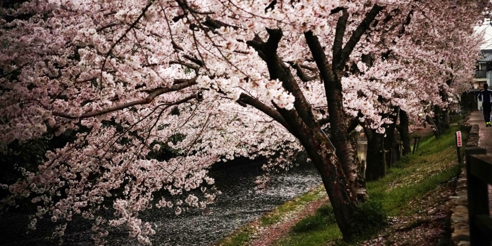 中堀（北側）の桜