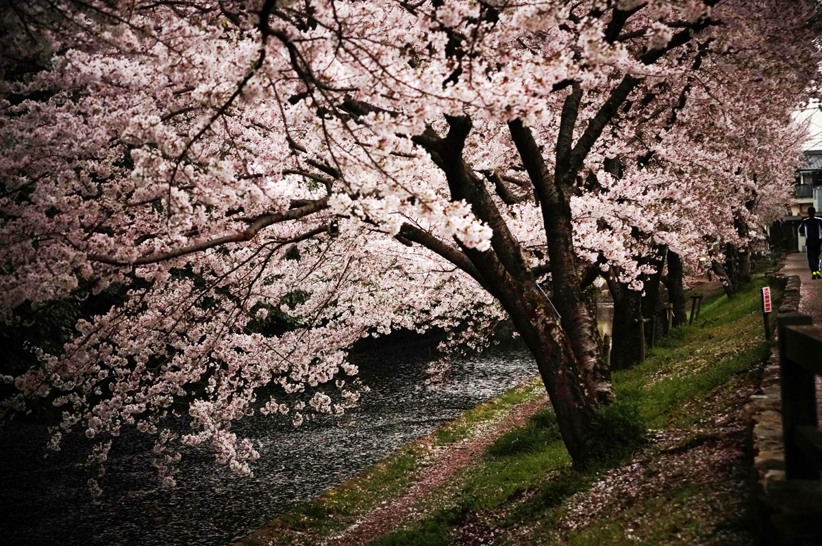 中堀（北側）の桜