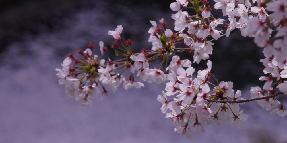 中堀の桜　花びらだらけ。