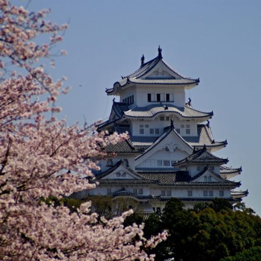 桜と姫路城のアップ
