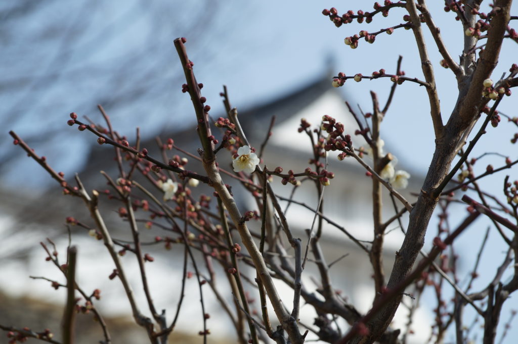 梅と姫路城